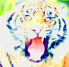 tiger a spectral mirage color 230